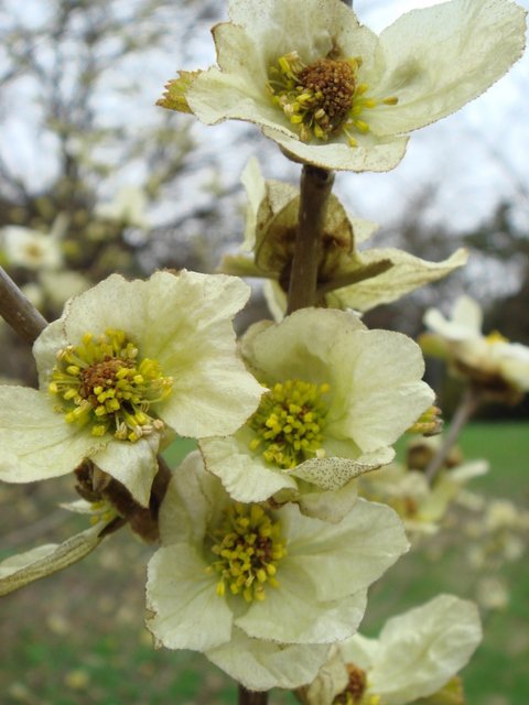 Parrotiopsis jacquemontiana fleur P28